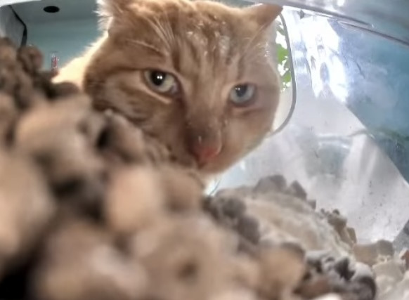 Mr. Fresh pokes his head into a pile of gold coins, crudely photoshopped.